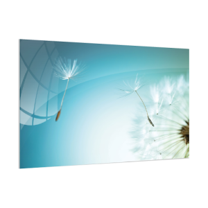 Obraz szklany DMUCHAWIEC MNISZEK 60x40cm ozdobna szklana tablica magnetyczna